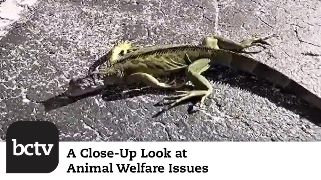 Cold Temps in FLA Affecting Iguanas; Snow Leopard Mauling | Animal Welfare Issues