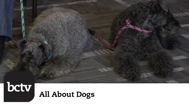 Kerry Blue Terriers | All About Dogs