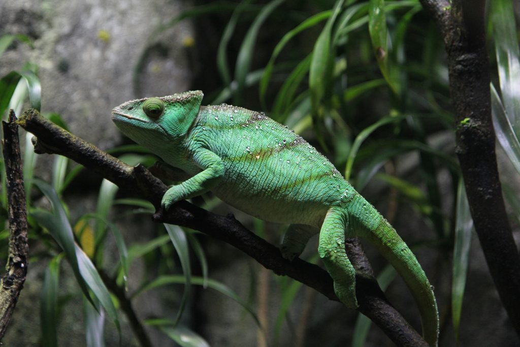 Return of the Reptiles! Special Expo Hits Iconic Hamburg Venue