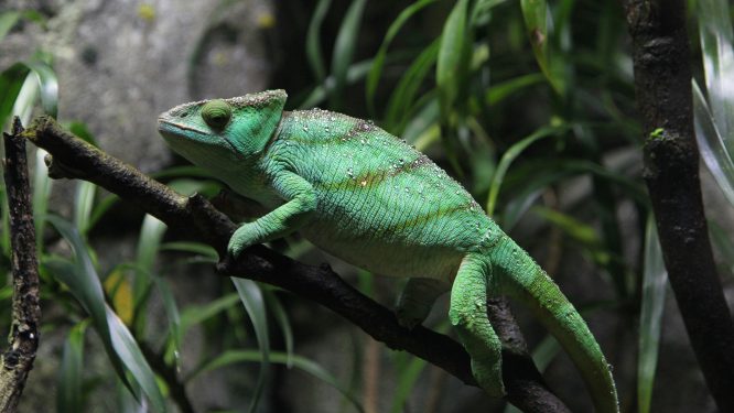 Return of the Reptiles! Special Expo Hits Iconic Hamburg Venue