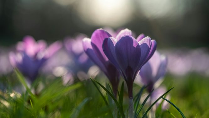 Nature Stroll & Roll Series to Return This Spring