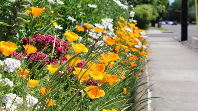 PA Pocket Gardens Offer Relief, Ecological Benefits for Urbanites