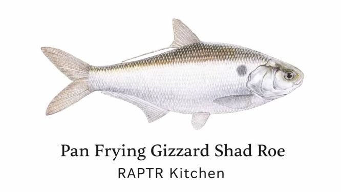 Pan Frying Gizzard Shad Roe