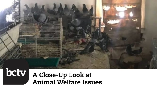 300 Pigeons Found in Hoarder’s House, Man and Cat Rescued at Sea, and More | Animal Welfare Issues