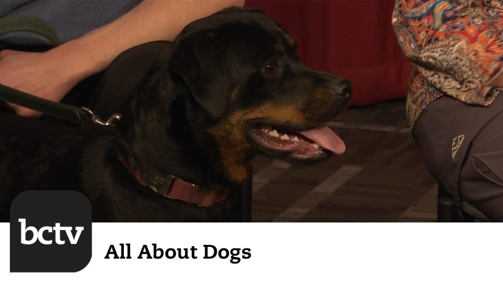 Rottweilers | All About Dogs