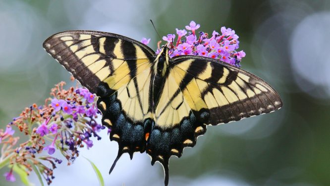 Join Berks County Parks & Recreation for May 2026 in the Parks