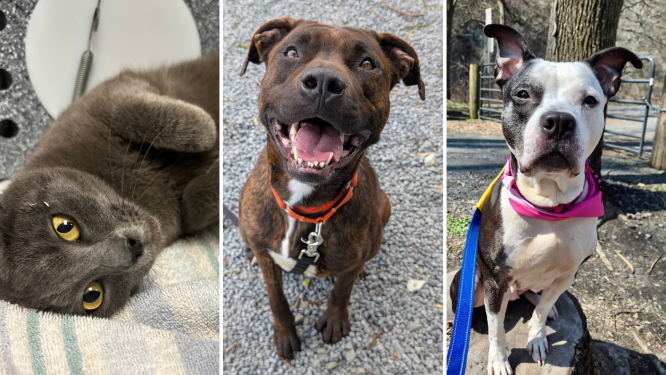 Hollywood Casino Sponsors Adoption Day at Animal Rescue League