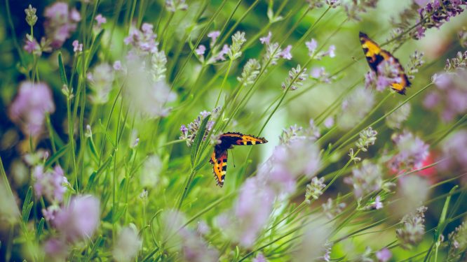 Berks County’s Garden Hotline Opens
