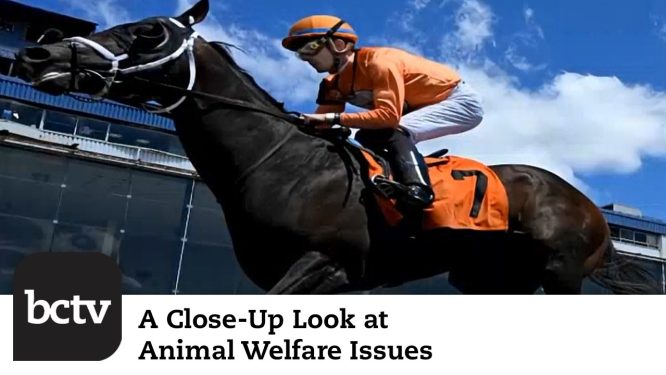 Another Laurel Park Racehorse Dies; Timmy the Whale; and More Headlines | Animal Welfare Issues