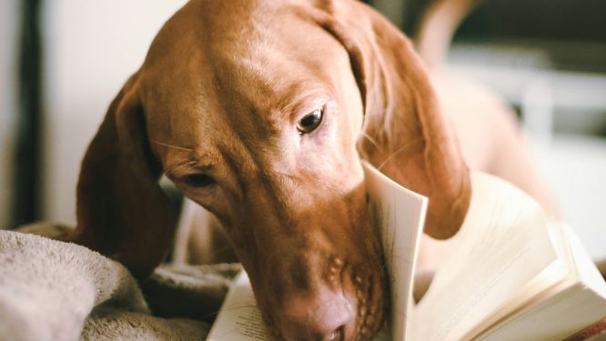 Reading District Libraries Launch Fourth Annual ‘Pages for Pets’ Reading Challenge