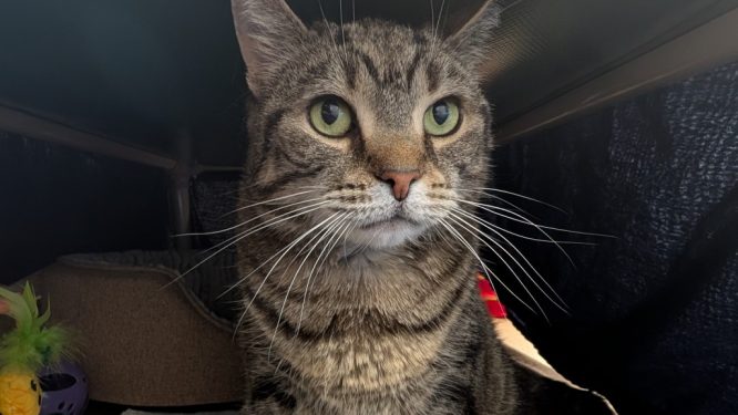 Animal Rescue League of Berks County to Host Free Adoption Week