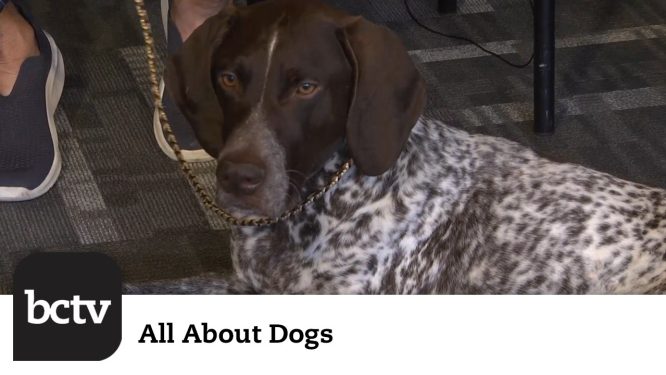 German Shorthaired Pointer | All About Dogs