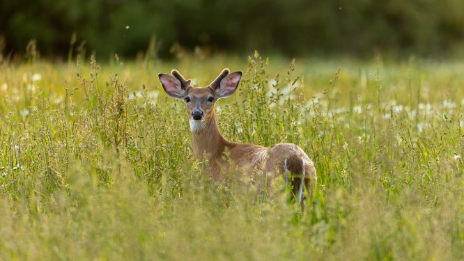 Join Berks County Parks & Recreation for August 2026 in the Parks