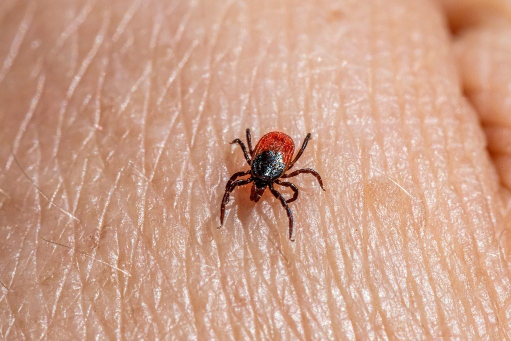 Tick-Borne Illnesses Increase in PA, Experts Urge Preventive Measures