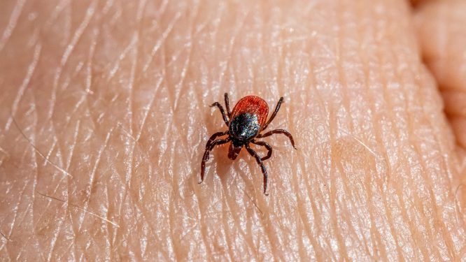 Tick-Borne Illnesses Increase in PA, Experts Urge Preventive Measures