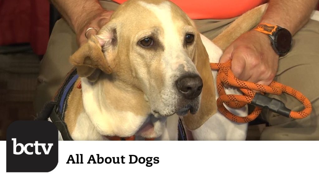 Mid-Atlantic Search & Rescue | All About Dogs