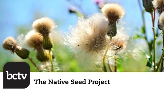 Best Horticultural Practices; Native Plants; Decline of Native Insects | The Native Seed Project