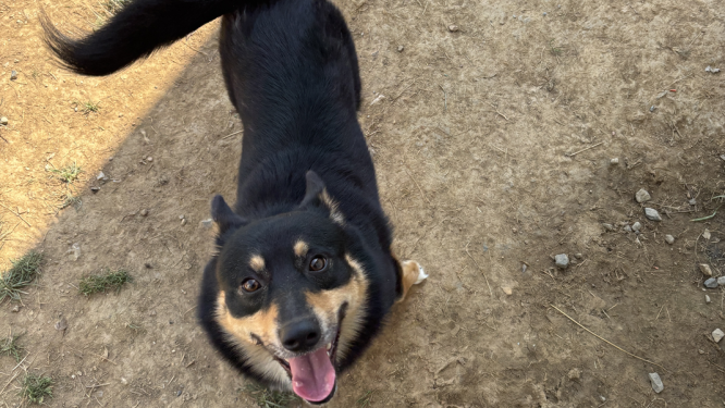 Barkley Finds His Forever Home Thanks to Berks County Readers