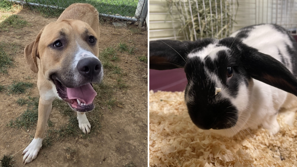 Humane PA Fee-Waived Adoption Day in Support of Nationwide Clear The Shelters™ Event