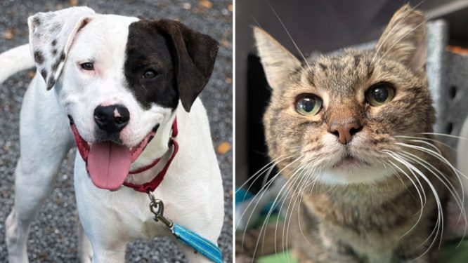 Tom Schaeffer’s Camping and Travel Center Sponsors Adoptions at the Animal Rescue League