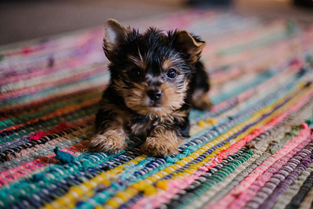 Adopt, Don’t Shop: Berks Animal Rescues Celebrate National Dog Day