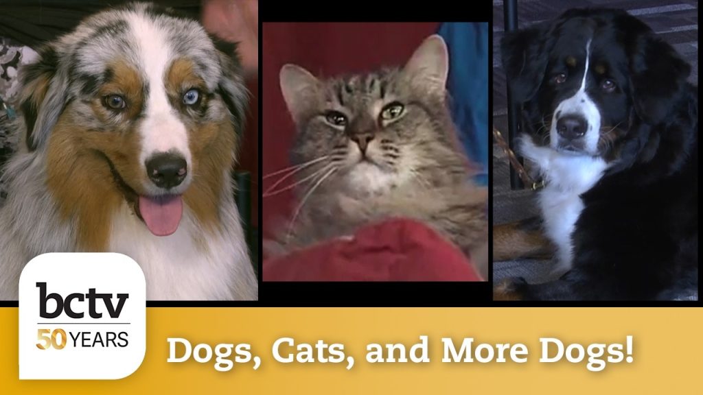 50 Years of BCTV: Dogs, Cats, and More Dogs!