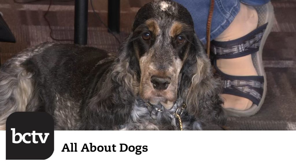 Training Commands with Berks County Dog Training Club | All About Dogs