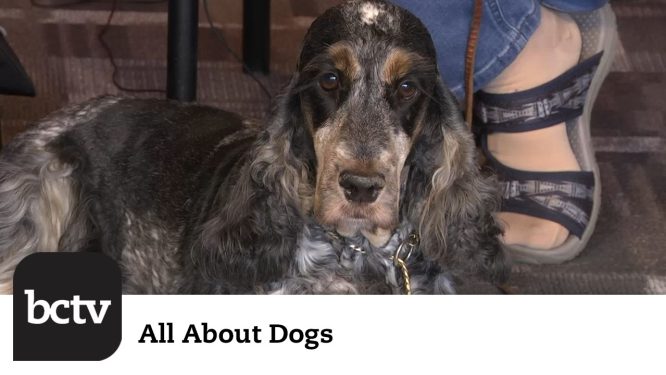 Training Commands with Berks County Dog Training Club | All About Dogs