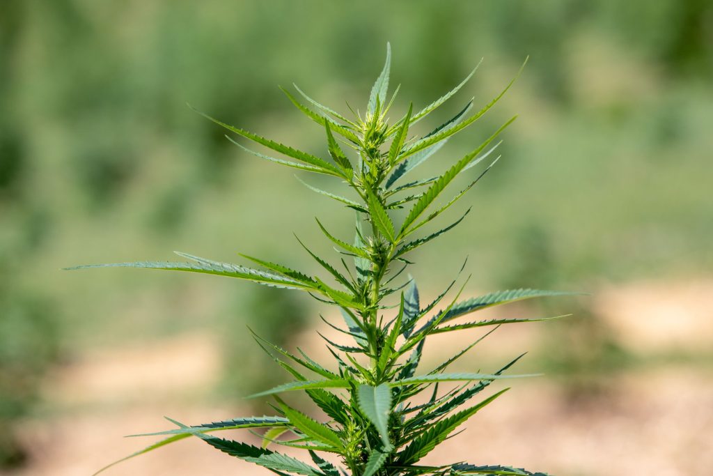 PA’s Attorney General is Backing a Hemp Product Ban. The Industry Says It Goes Way Too Far.