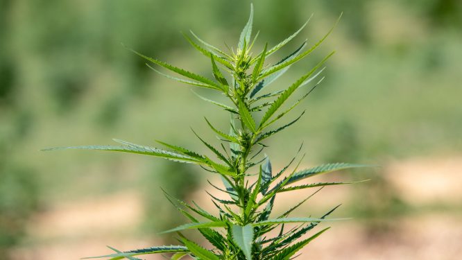 PA’s Attorney General is Backing a Hemp Product Ban. The Industry Says It Goes Way Too Far.