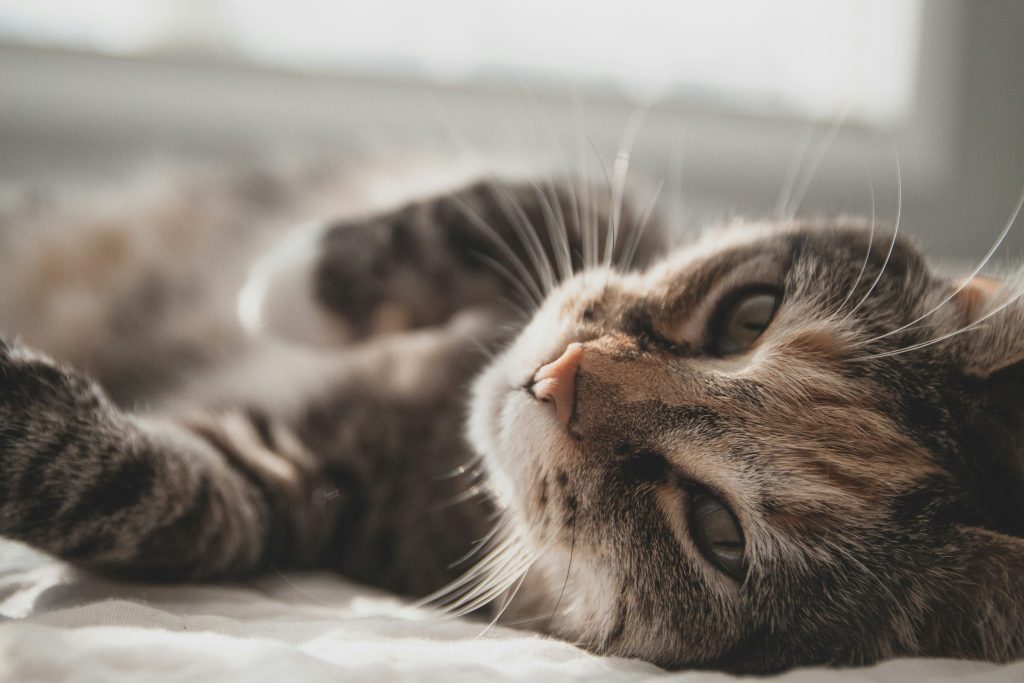 Adopt, Don’t Shop: Berks County Animal Rescues Celebrate International Cat Day