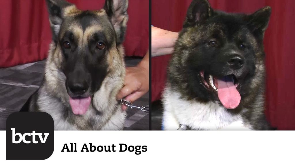 Berks County Kennel Club’s Annual Dog Show | All About Dogs